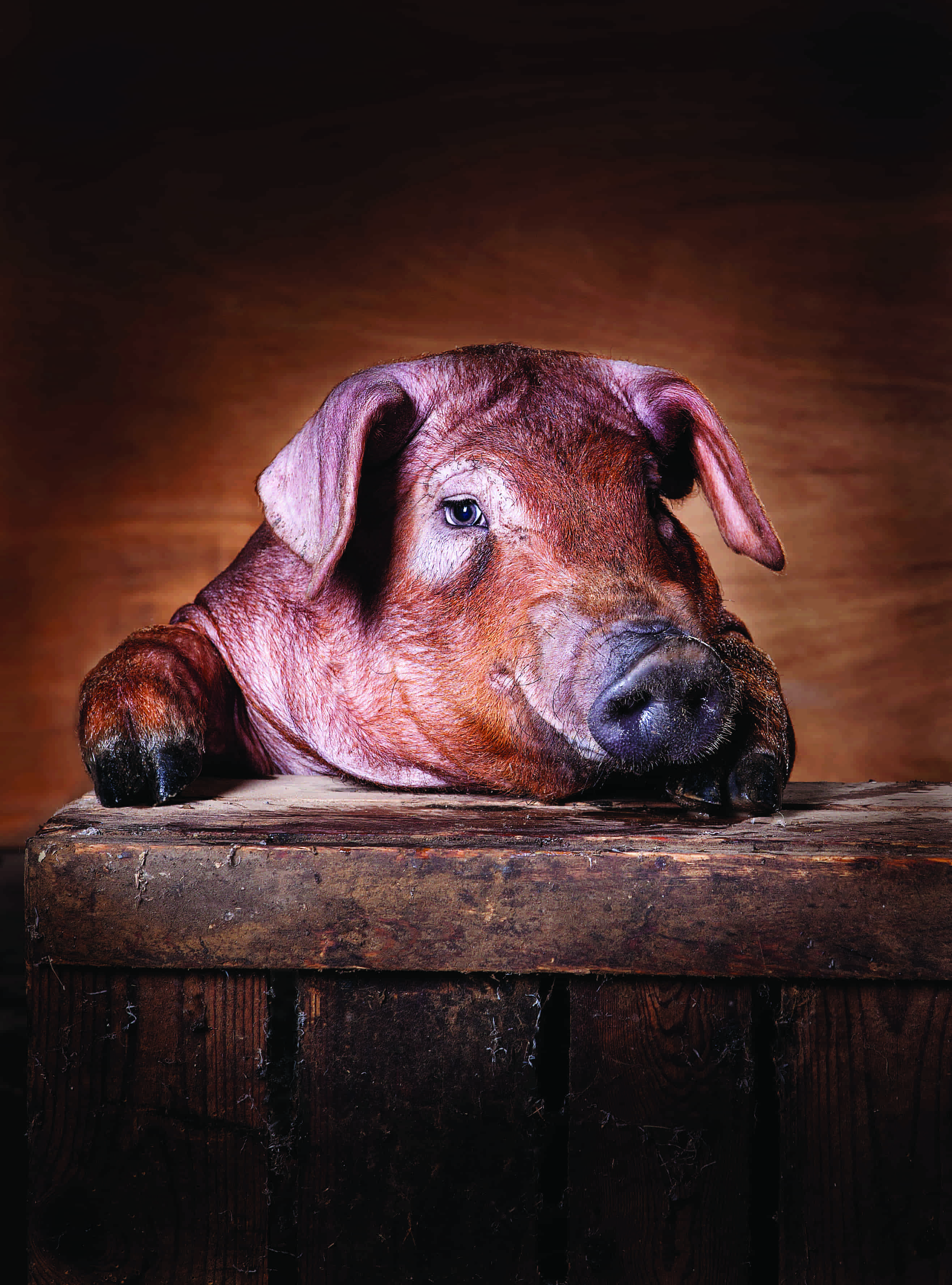 Duroc varken min